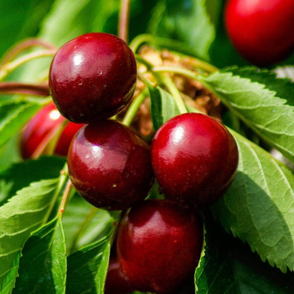 Morello Cherry Tree Fruit Trees