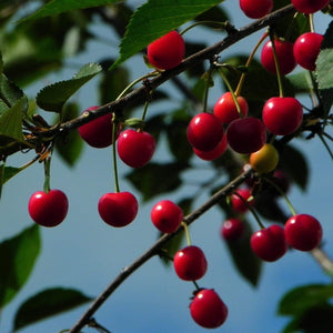Morello Cherry Tree Fruit Trees