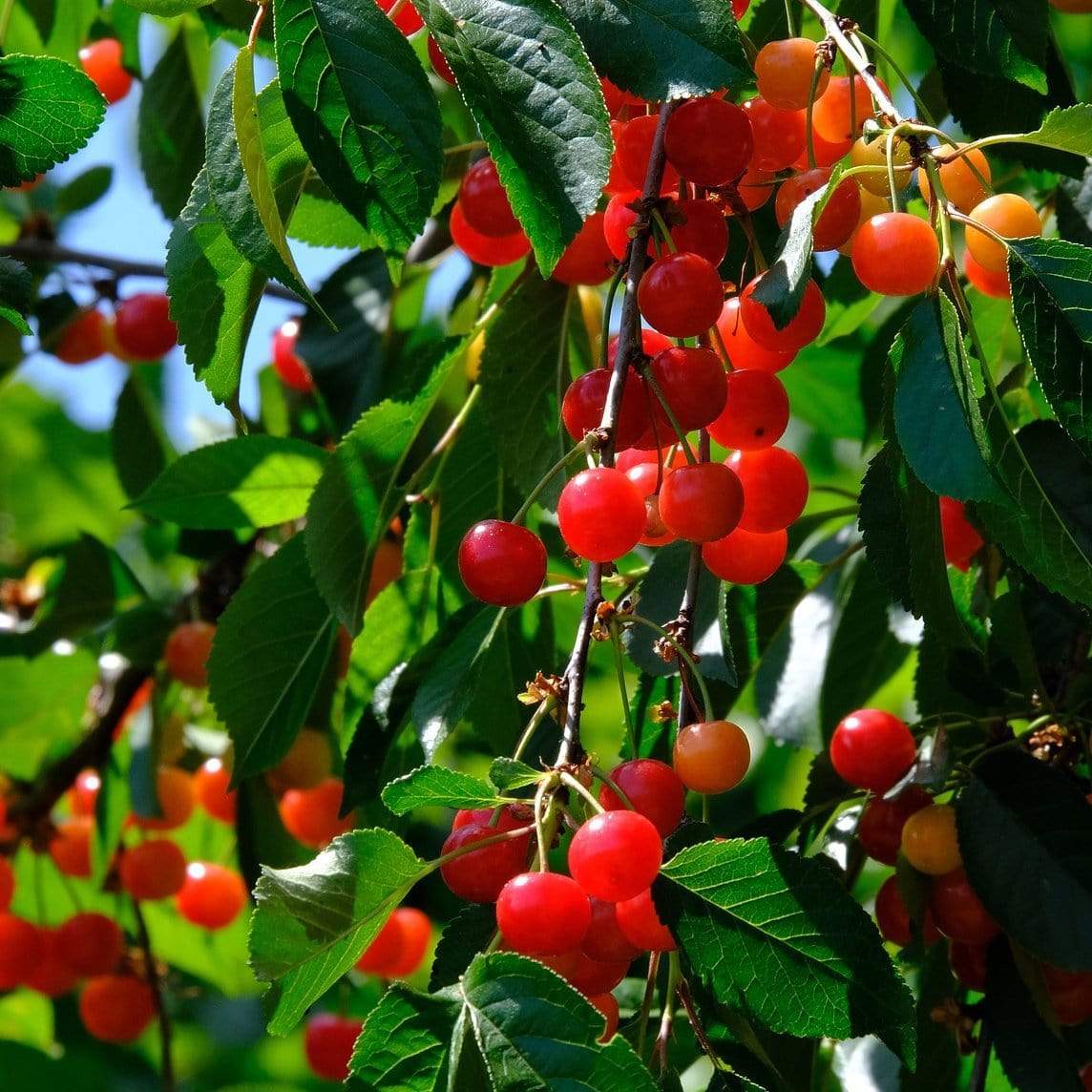 'May Duke' Cherry Tree