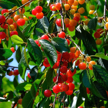 May Duke Cherry Tree Fruit Trees