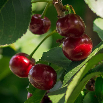 Lapins Cherry Tree Fruit Trees