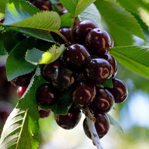 Cross-pollinating Cherry Collection | Kordia, Merchant & Regina Fruit Trees