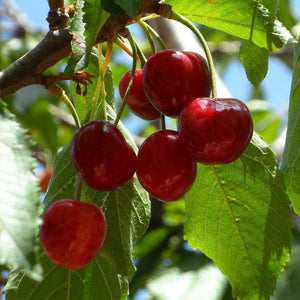 Hartland Patio Cherry Tree Fruit Trees