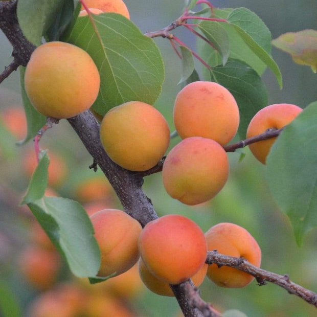 Tomcot Apricot Tree Fruit Trees