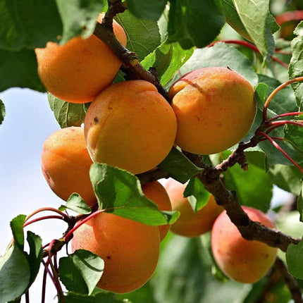 Tomcot Apricot Tree Fruit Trees