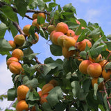 Flavourcot Apricot Tree Fruit Trees