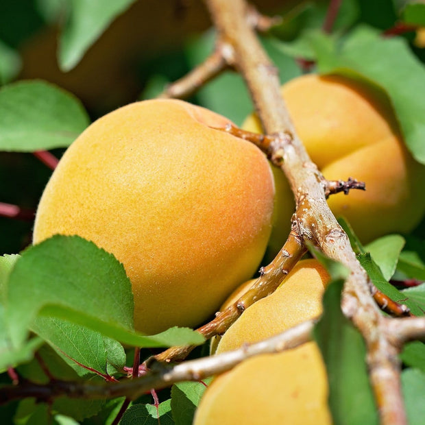 Early Moorpark' Apricot Tree Fruit Trees