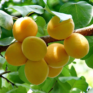 Early Moorpark' Apricot Tree Fruit Trees