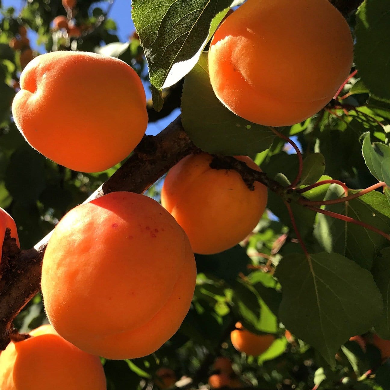 'New Large Early' Apricot Tree