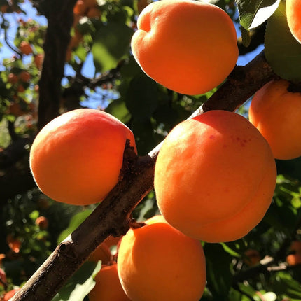 New Large Early' Apricot Tree Fruit Trees