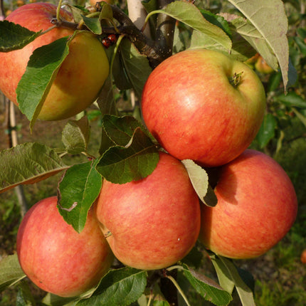 James Grieve Apple Tree Fruit Trees