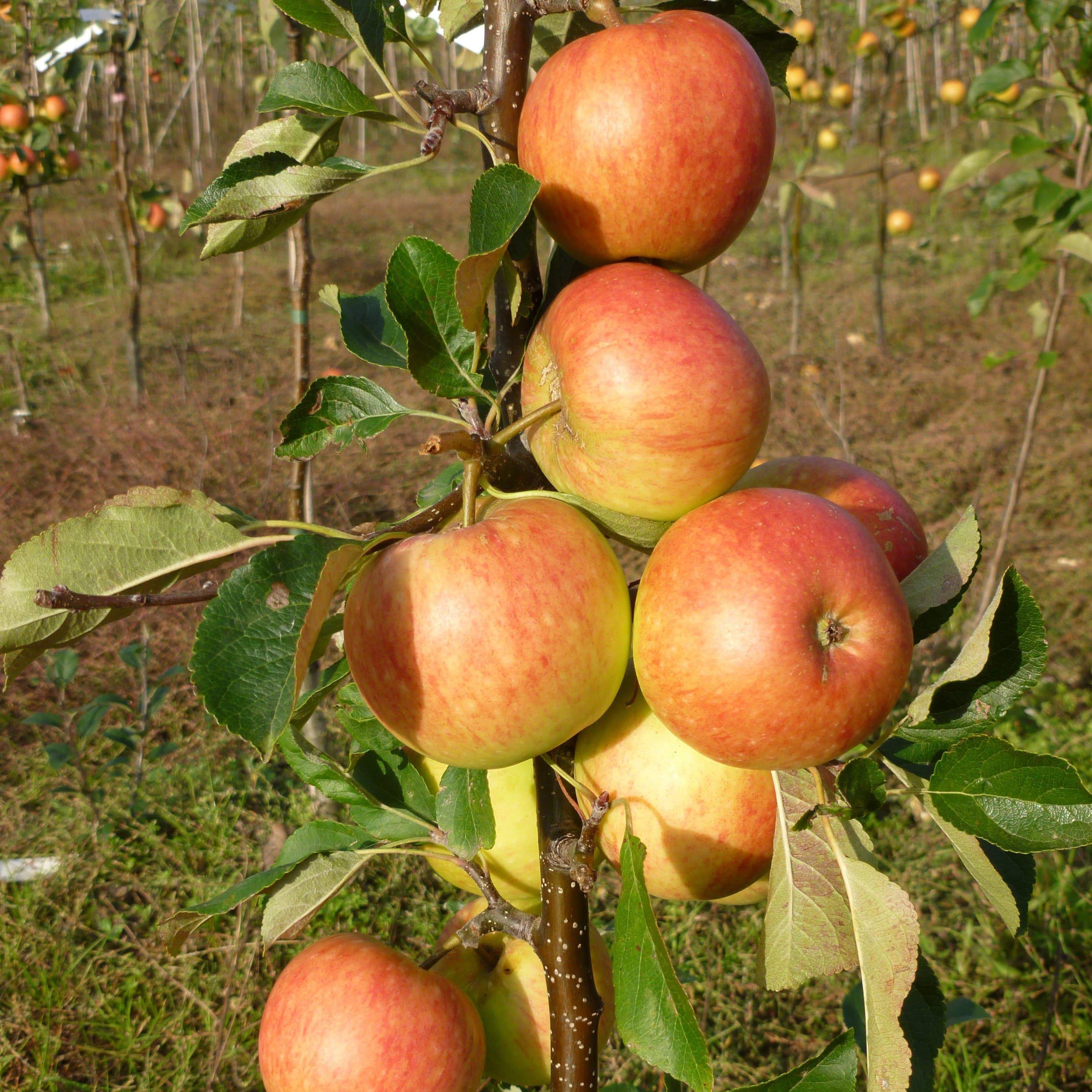 'James Grieve' Apple Tree Roots Plants