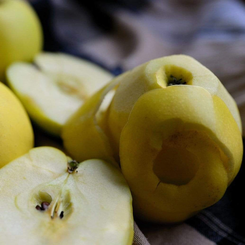Herefordshire Russet Apple Tree Fruit Trees