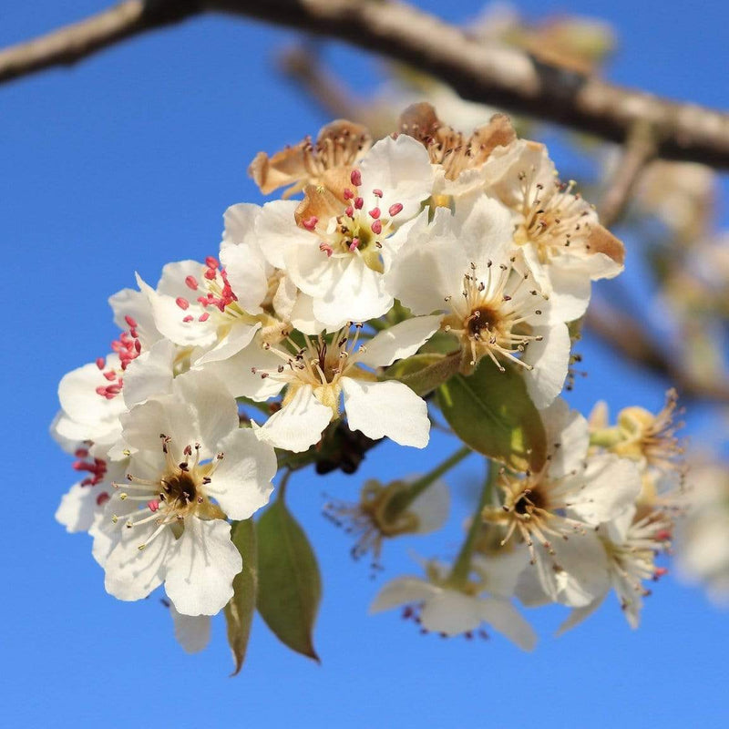 Herefordshire Russet Apple Tree Fruit Trees