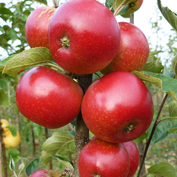 Worcester Pearmain Apple Tree Fruit Trees