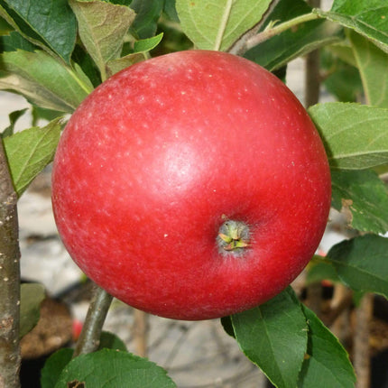 Worcester Pearmain Apple Tree Fruit Trees