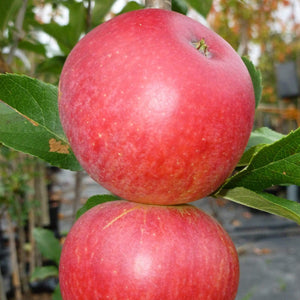 Worcester Pearmain Apple Tree Fruit Trees