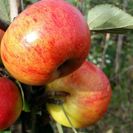 Sunset Apple Tree Fruit Trees