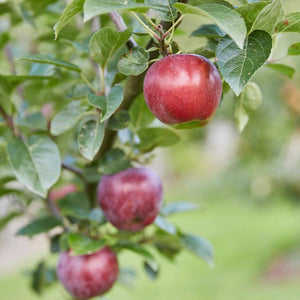 Spartan Apple Tree Fruit Trees
