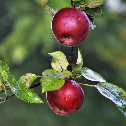 Spartan Apple Tree Fruit Trees