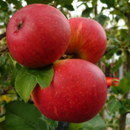 Four Seasons Apple Collection | Scrumptious, Braeburn Hillwell, James Grieve & Red Windsor Fruit Trees