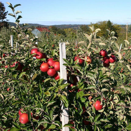 Scrumptious Apple Tree Fruit Trees