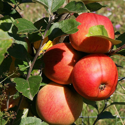 Scrumptious Apple Tree Fruit Trees