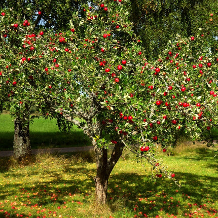Red Windsor® Apple Tree Fruit Trees