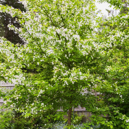 Red Windsor® Apple Tree Fruit Trees