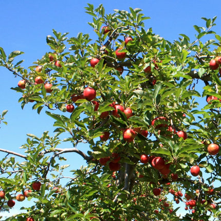 Red Windsor® Apple Tree Fruit Trees
