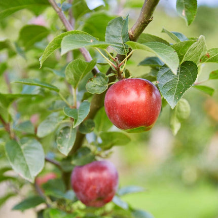 Red Windsor® Apple Tree Fruit Trees