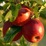 Red Windsor Apple Tree Fruit Trees