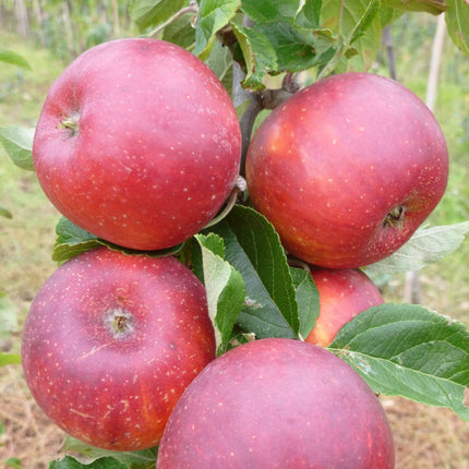 Red Windsor Apple Tree Fruit Trees