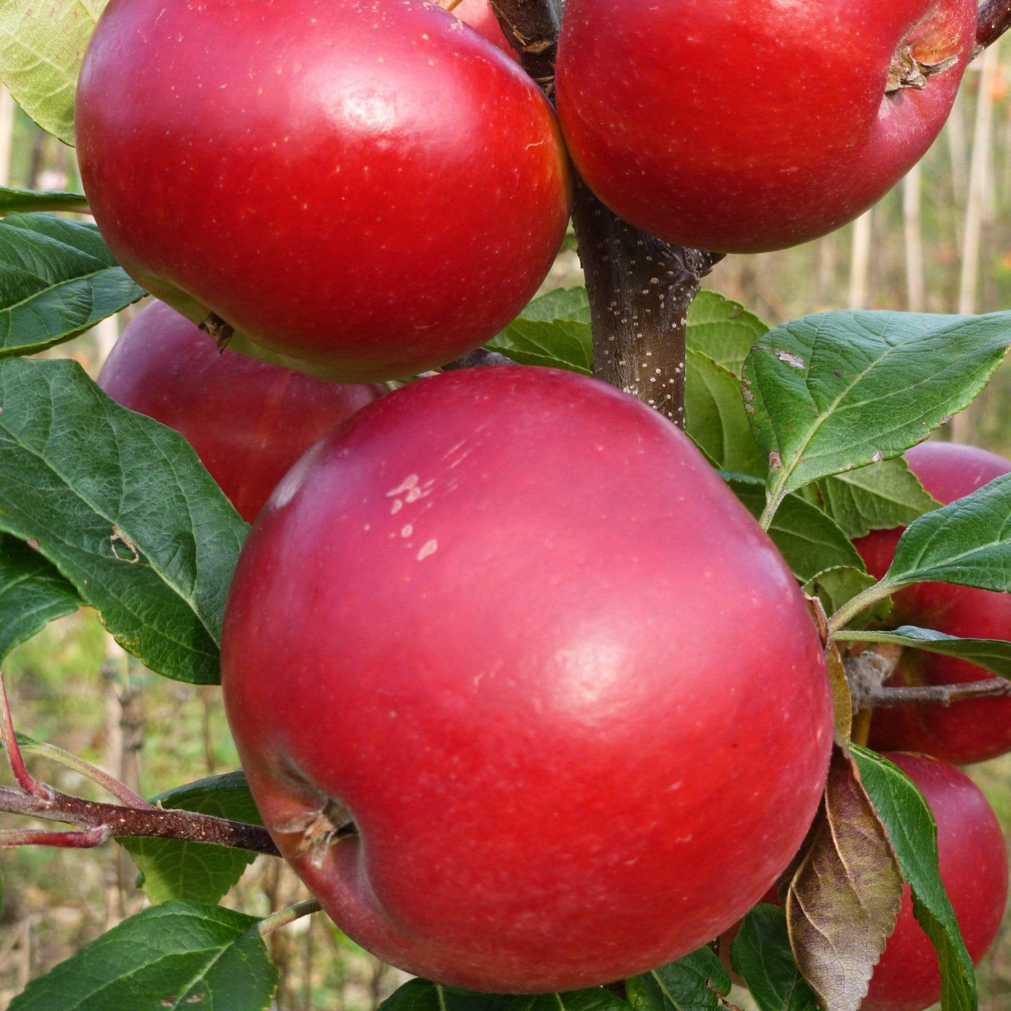 'Red Devil' Apple Tree