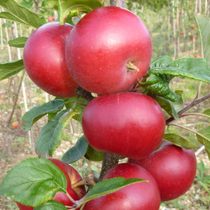 Red Devil Apple Tree Fruit Trees