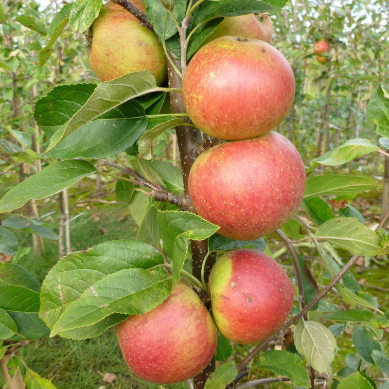 Laxton's Superb Apple Tree Fruit Trees