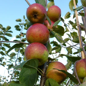 Laxton's Superb Apple Tree Fruit Trees