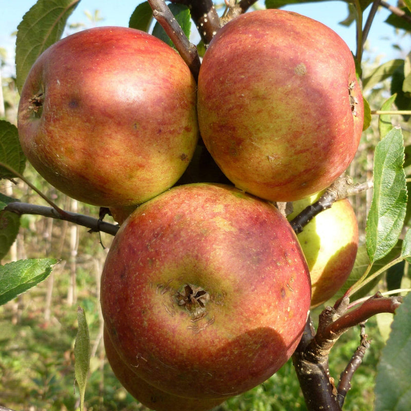 Laxton's Superb Apple Tree Fruit Trees