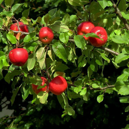 Katy Apple Tree Fruit Trees