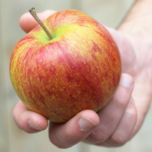 Rare Appels Rare Apple Varieties: UK’s Best Heritage Apples – Roots Plants