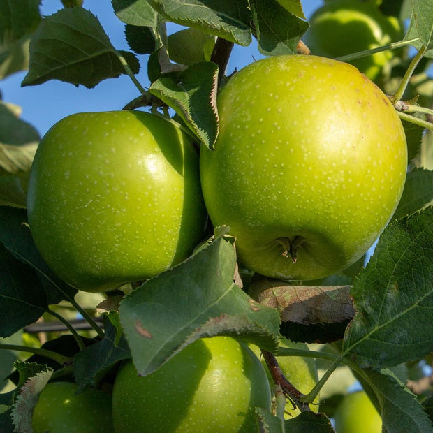 Granny Smith Apple Tree Fruit Trees