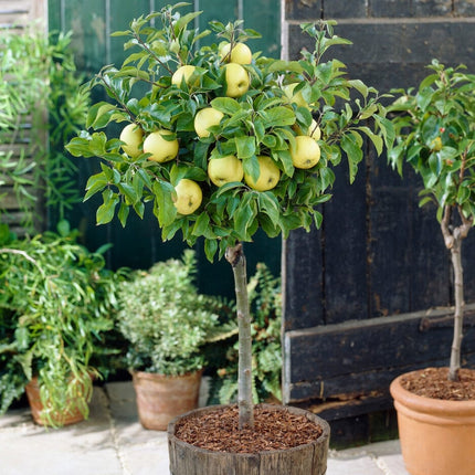 Golden Delicious Apple Tree Fruit Trees