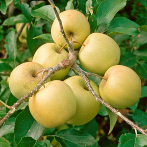 Golden Delicious Apple Tree Fruit Trees