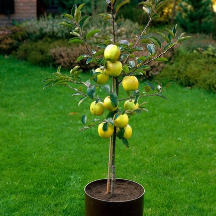 Golden Delicious Apple Tree Fruit Trees