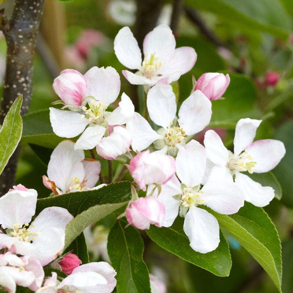 Golden Delicious Apple Tree