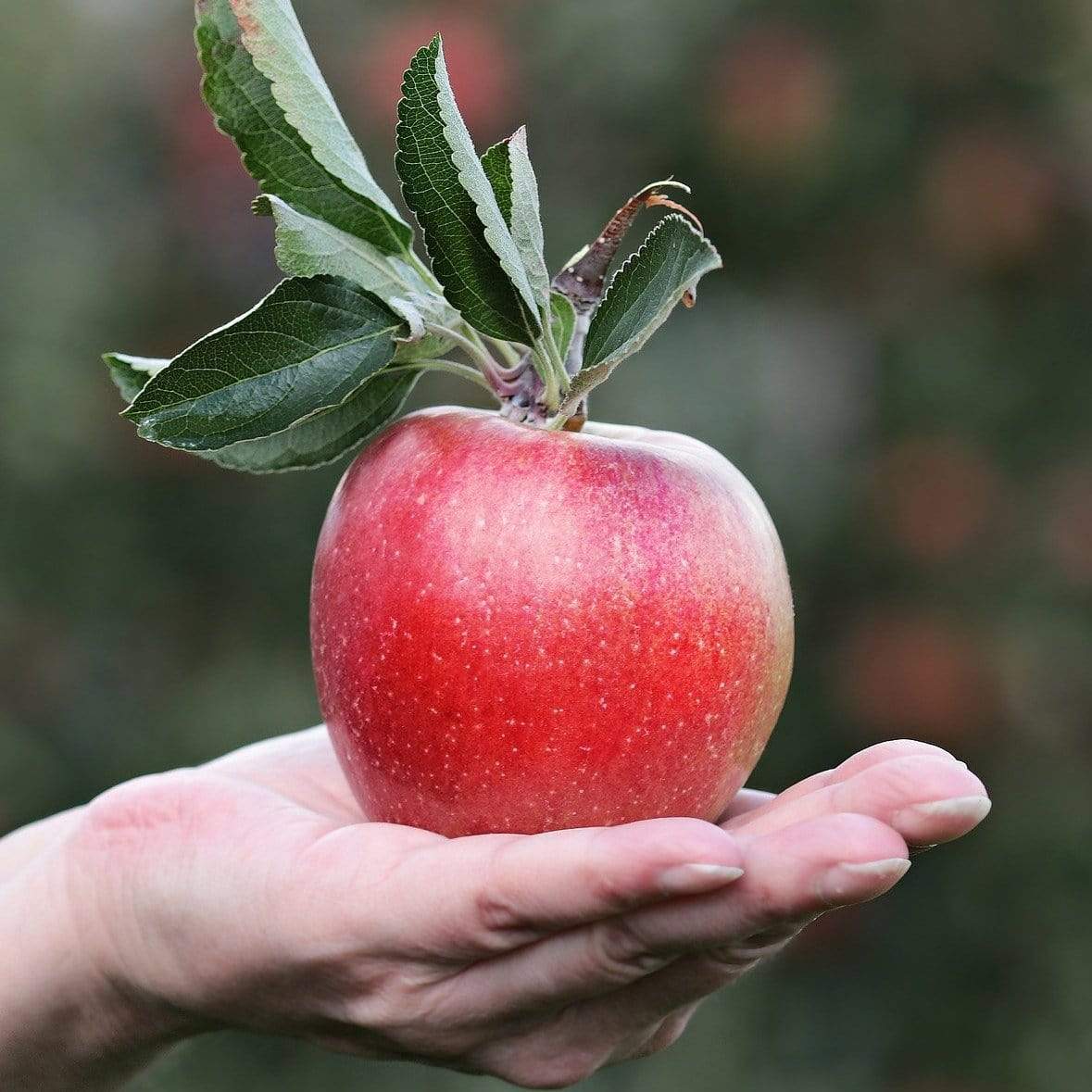 Gala Apple Tree Roots Plants