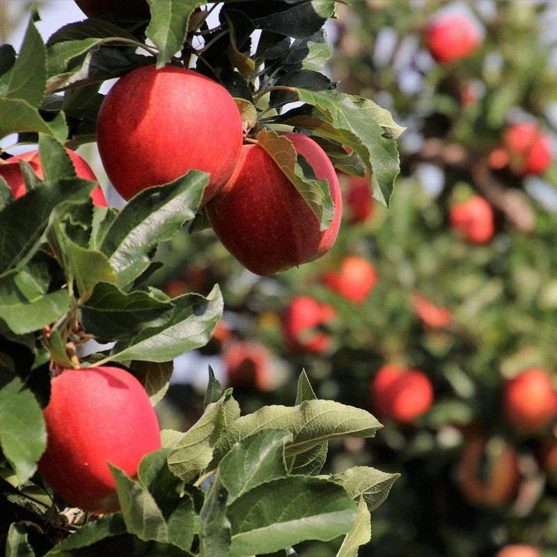 Gala Apple Tree Fruit Trees