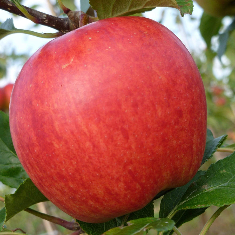 Gala Apple Tree Fruit Trees