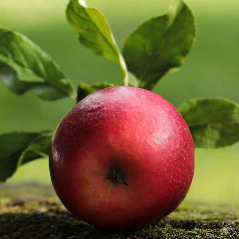 Fiesta Apple Tree Fruit Trees
