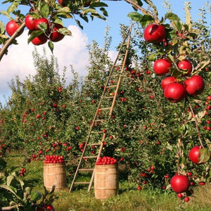 Fiesta Apple Tree Fruit Trees